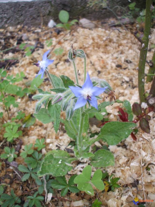 گاوزبان باغی Borago officinalis 4